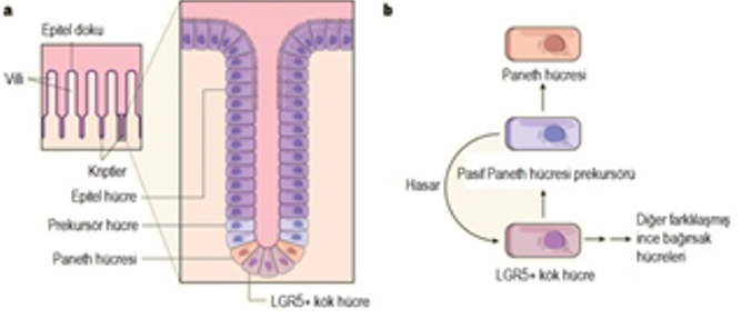 Resim 4: a) İnce bağırsak epiteli birçok villus-kript yapı birimlerinden oluşur. b) LGR5+ kök hücreler kript epitel hücrelerine dönüşecek prekursör hücrelerin üretimini uyarır.